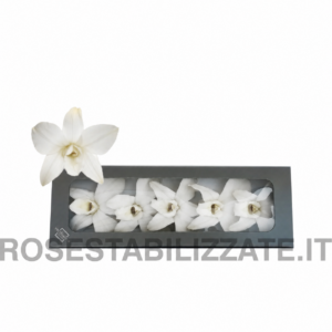 Dendrobrium stabilizzato 5 teste - BIANCO