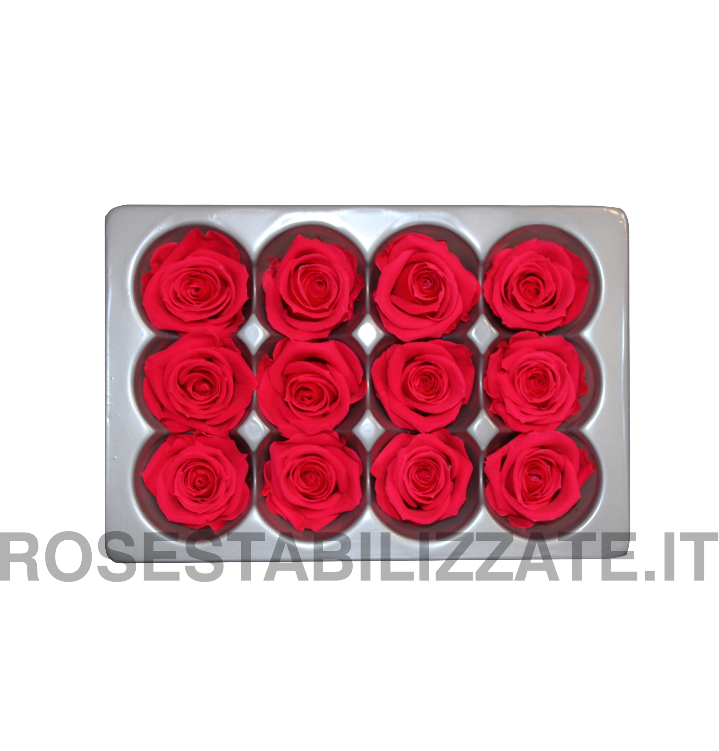 Rose Stabilizzate Mini 12 teste – Fucsia