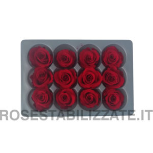 Rose Stabilizzate Mini 12 teste – Rosso