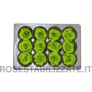 Rose Stabilizzate Mini 12 teste – Lime Green
